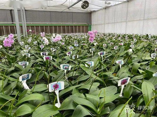 融合發展看江蘇 臺胞臺青留在江蘇，成為兩岸文化交流的使者