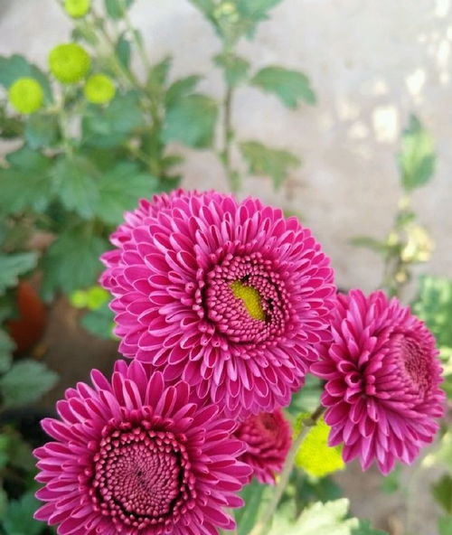 精品花兒朱王 雍容華貴，值得一養的苗木